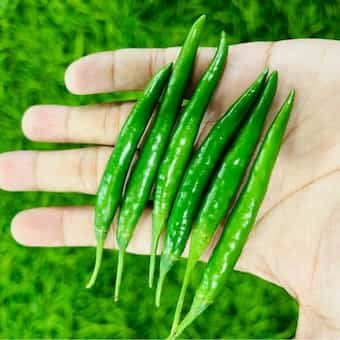 G4 Gauri Green Chilli